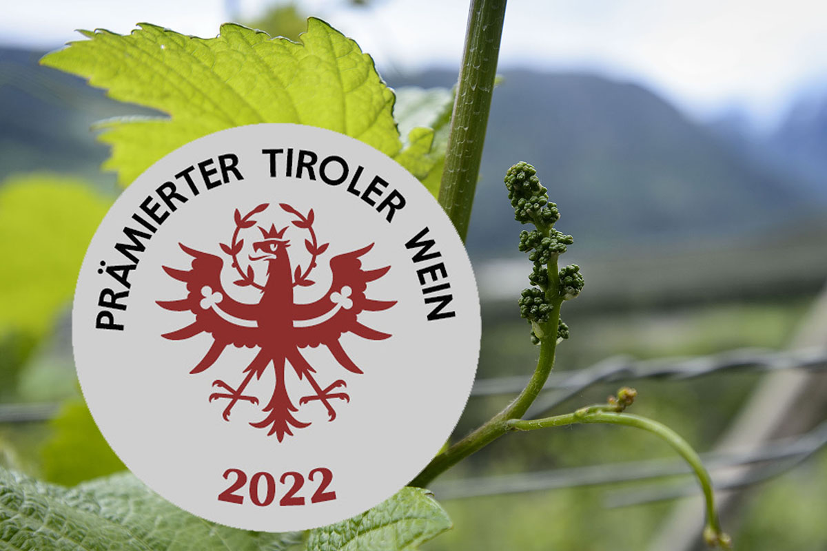 Weingarten - Weingut Zoller-Saumwald in Haiming - Reportage Weinbau in Tirol bei Mitgliedern Weinbauverband Tirol Winzer / Wein Weinbau Magazin Alkohol Lebensmittel Landwirtschaft Tirol / Foto: Thomas Boehm 2015 05 26 CD428 ( böhm )